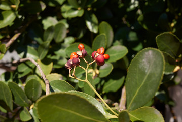 Fototapeta premium Euonymus japonicus