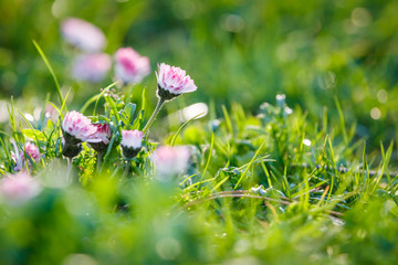 Wild camomile daisy flowers growing on green meadow