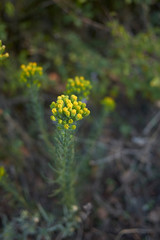 Obraz premium Galatella linosyris