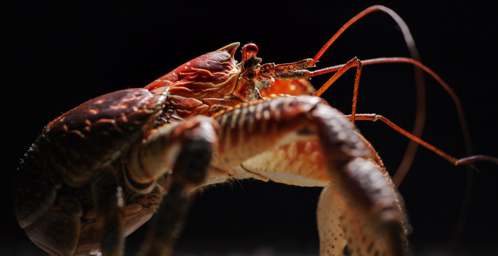 Robber crab