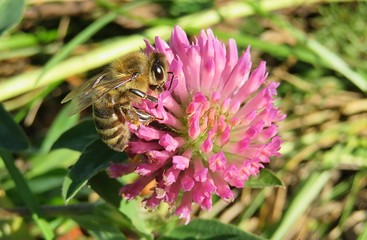 Bee on clover flower in the meadow, closeup 