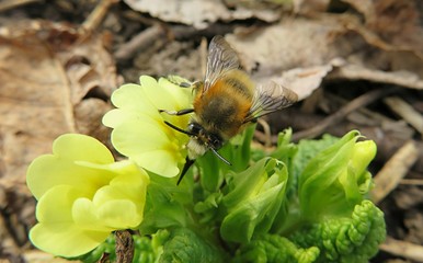 Bumblebee on yellow primula flowers in spring, closeup