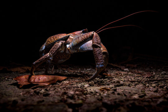 Robber crab at Palmyra Atoll National Wildlife Refuge