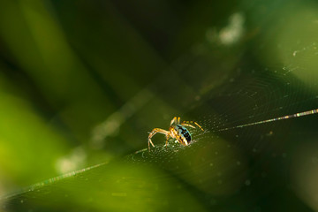 spider on web