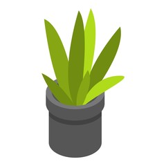 Office plant pot icon. Isometric of office plant pot vector icon for web design isolated on white background