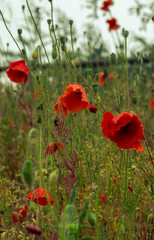 Fototapeta premium papavero, campo, rosso, fiore, estate, natura, papavero, fiore, hayfield, primavera, verde, erba, fiorire, impianto, fiore, bellezza, paesaggio, cielo, azzurro, flora, sole, giardino, bella, naturale