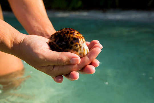 A cowrie shell. Palmyra Atoll National Wildlife Refuge, part of Pacific Remote Islands Marine National Monument.   