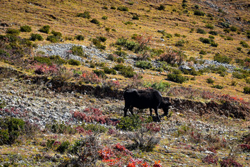 horse in the mountains