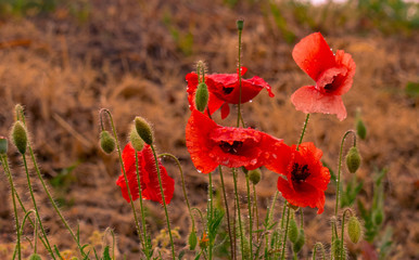 Naklejka premium papavero , fiore, rosso, nature. fiore, papavero, rosso, campo, natura, estate, hayfield, primavera, fiore, verde, fiorire, paesaggio, fiore, sole, floreale, bellezza, giardino, freganza, rain drops, 