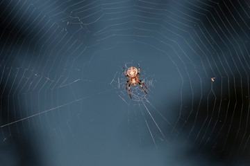 spider on web