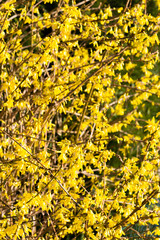 Fleurs de forsythia