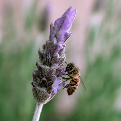 A honey bee harvesting pollen from a purple lavender plant. Up close and focused foreground with blurred green background.