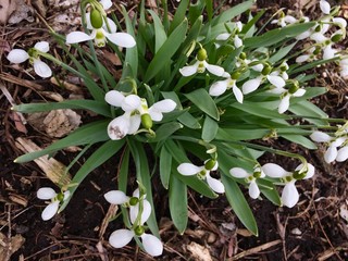 white spring flowers 