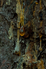 resin on the texture of birch bark