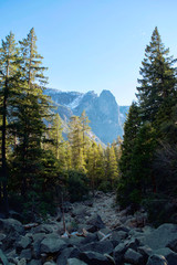 Forest in the Mountains