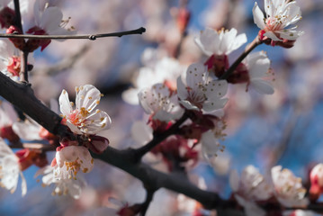 delicate white flowers of plum tree in early spring against the blue sky. small depth of field