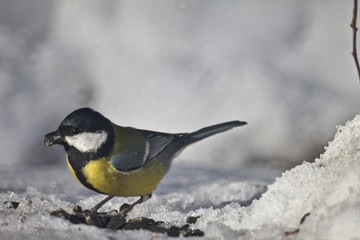great tit on the snow