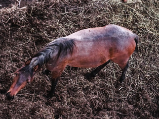 Bay horse in the paddock photo from above