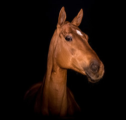 Portrait of a red horse on a black background