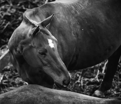 Horses in the paddock black and white photo from above