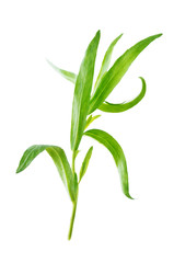 Fresh tarragon leaves