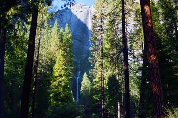 Morning in the Forest
