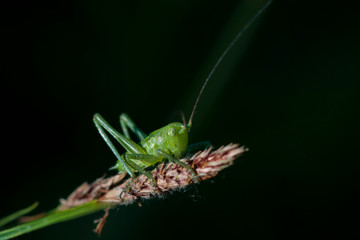 grasshopper on leaf