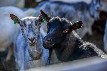 Goats are walking in the pen