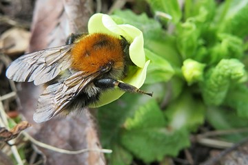 Bumblebee on yeloow primula flower in spring, closeup 