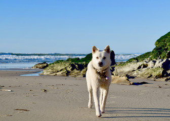 Dog on Beach