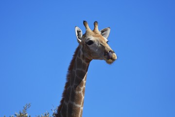 Kap-Giraffe (giraffa camelopardalis) im Kgalagadi Transfrontier Nationalpark in Südafrika. 