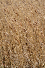 Fototapeta premium Full frame image of wheat field