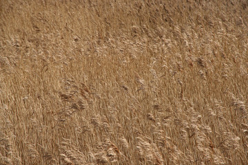 Full frame image of wheat field