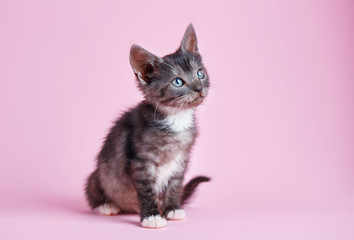 Fluffy playful kitten