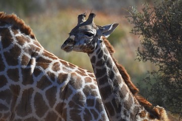 Junge Giraffe im Kgalagadi Transfrontier Nationalpark in Südafrika