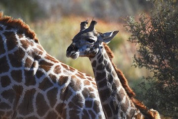 Junge Giraffe im Kgalagadi Transfrontier Nationalpark in Südafrika