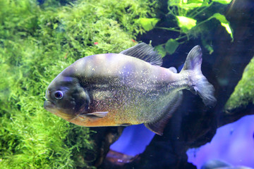 Piranha, Fisch