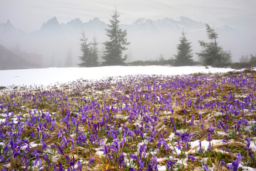 Crocuses - snowy flowers of spring