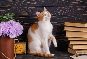 A playful pussy sits at the books and looks up