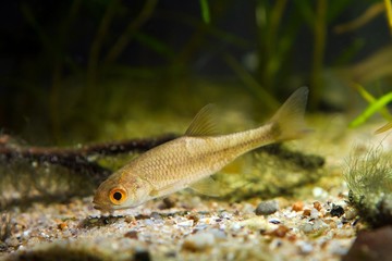 little moderate freshwater fish sunbleak, Leucaspius delineatus, searches for food near gravel bottom in biotope aquarium