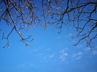 Willow tree branch in front of blue sky