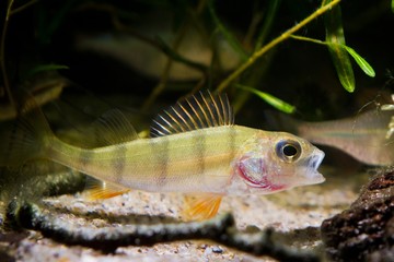 European perch, coldwater predator fish, Perca fluviatilis, open mouth in moderate river biotope aquarium, nature photo - obrazy, fototapety, plakaty