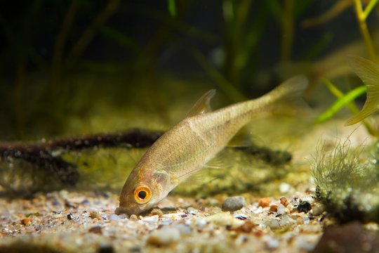 little moderate freshwater fish sunbleak, Leucaspius delineatus, searches for food on sand bottom in biotope aquarium