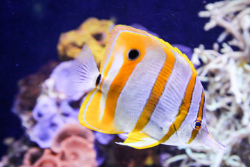 Fisch, Fische im Riff