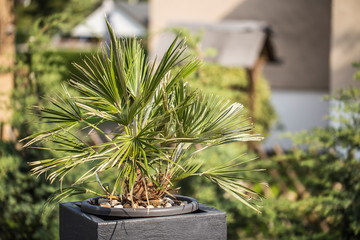 Trachycarpus fortunei in a flowerpot