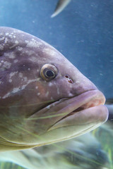 Fisch, Fische im Riff