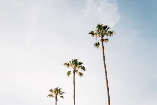 Palm trees in Laguna Beach, Orange County, California