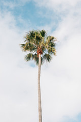 Palm tree at Treasure Island Park, in Laguna Beach, Orange County, California