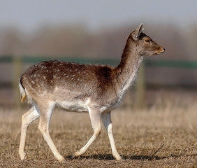 deer farm