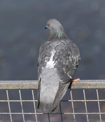 pigeon on the fence